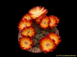 Sulcorebutia tarabucoensis v. aureiflora WR479 2127